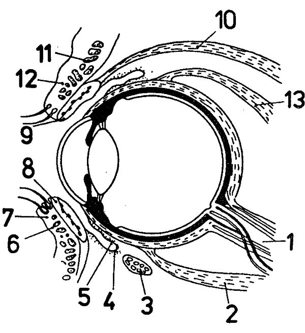 Obr. 2: Řez okem a jeho okolím ve svislé rovině: 1 - zrakový nerv, 2 - dolní přímý sval, 3 - dolní šikmý sval, 4 - spojivka, 5 - spojivkový vak, 6 - kruhový sval řas, 7 - doní řasa, 8 - plotnička dolní řasy, 9 - plotnička horní řasy, 10 - zdvihač horní řasy, 12 - horní řasa, 13 - horní přímý sval.